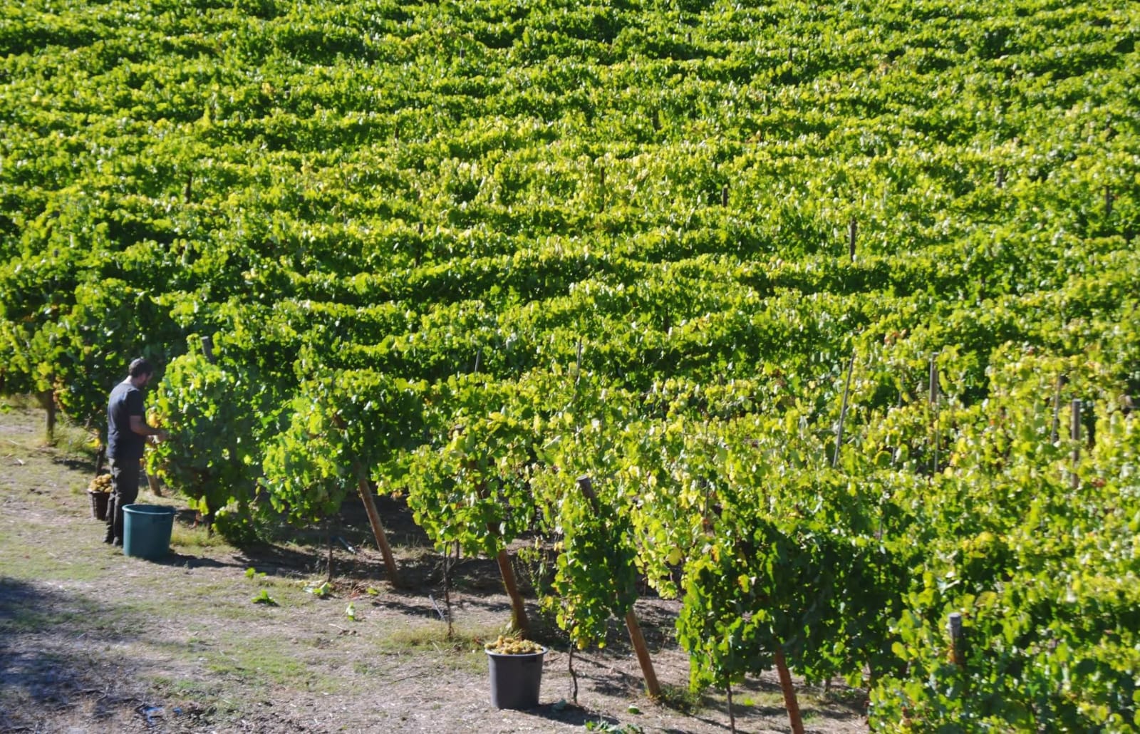Quinta Nova de Bucelas Vinhedo Panorâmico