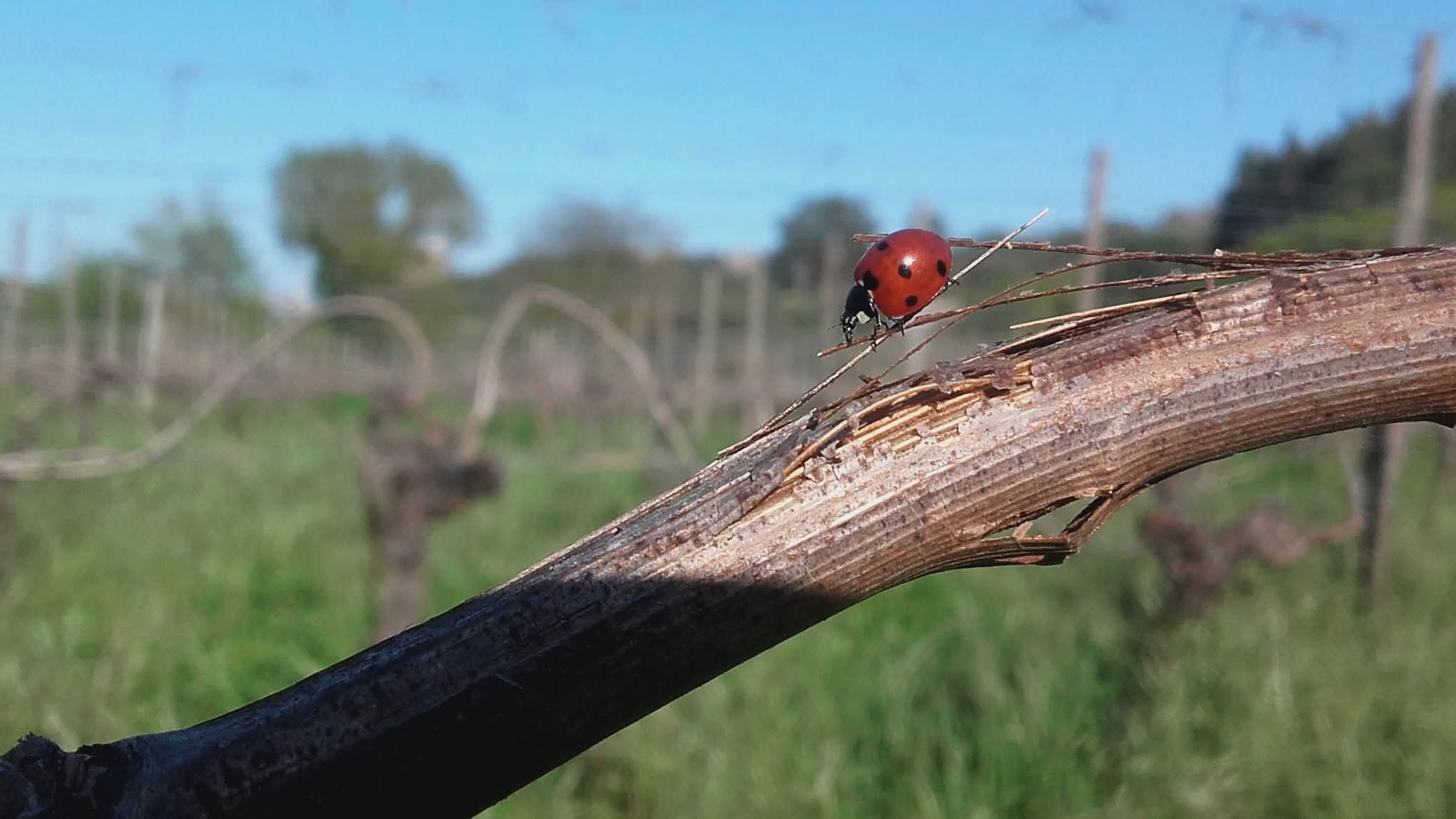 Joaninha Biológica nas vinhas