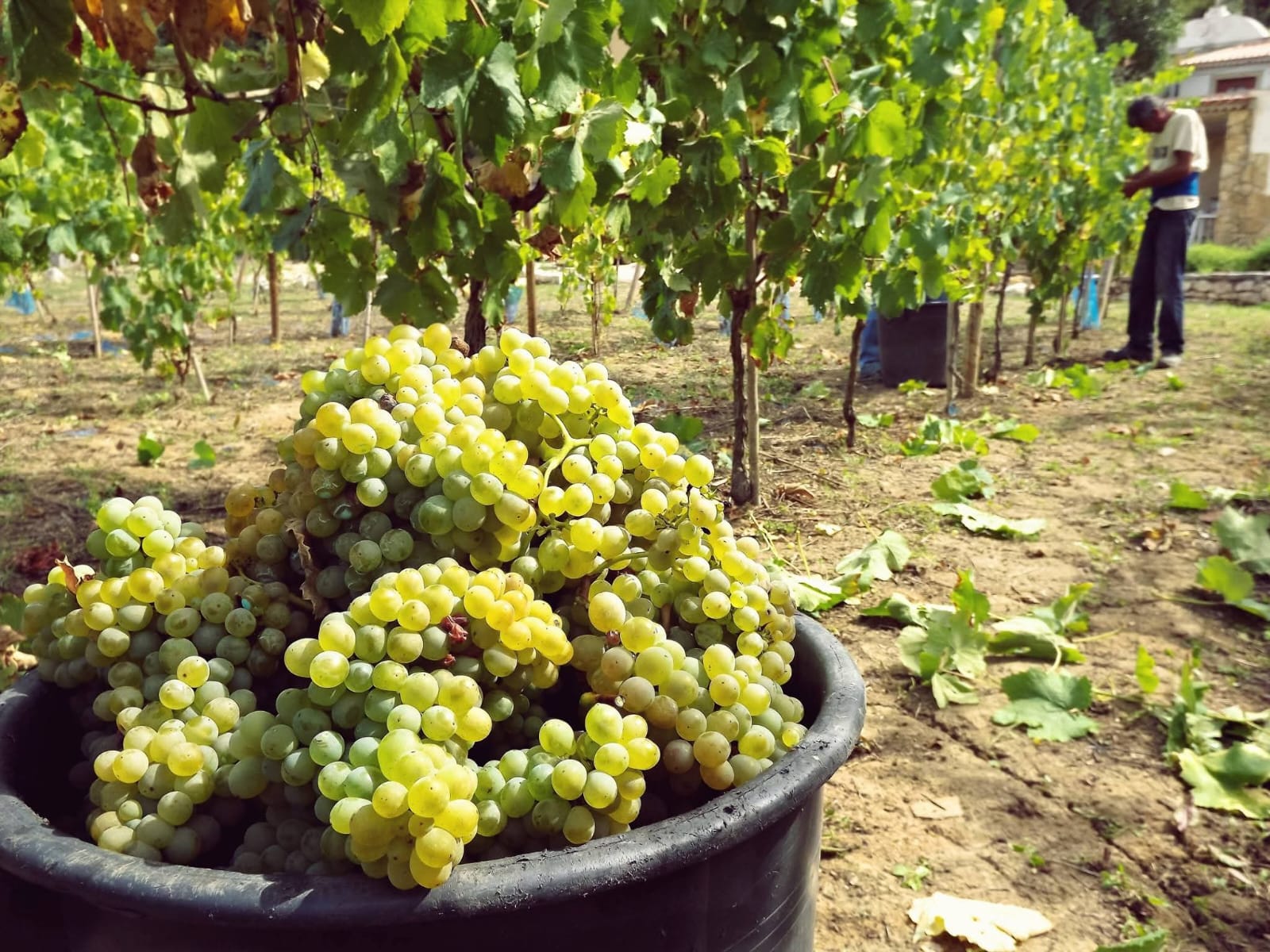 Uvas Douradas